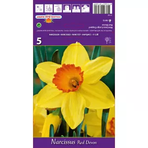 Narcise cu cupă mare Red Devon