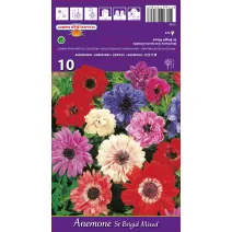 Anemone duble St. Brigid mix multicolor