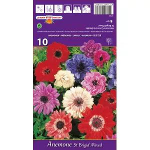 Anemone duble St. Brigid mix multicolor