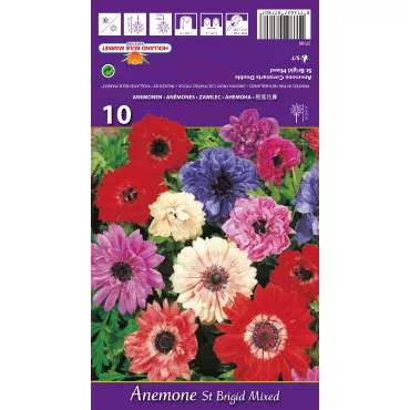Anemone duble St. Brigid mix multicolor