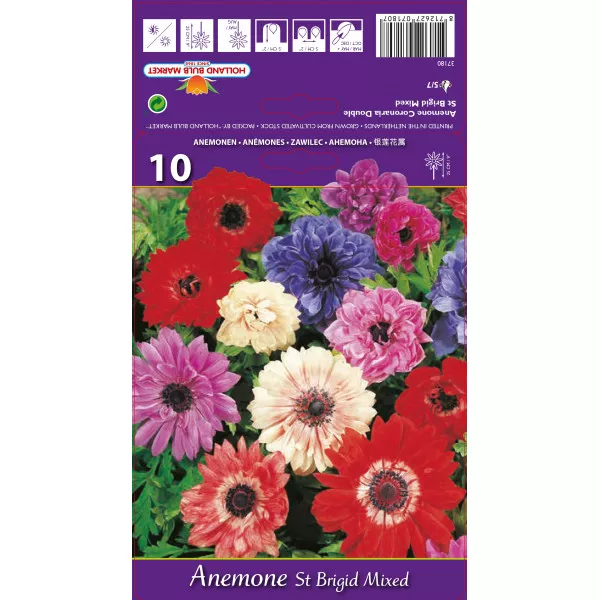 Anemone duble St. Brigid mix multicolor