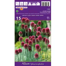Allium sphaerocephalon
