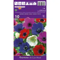 Anemone De Caen mix multicolor