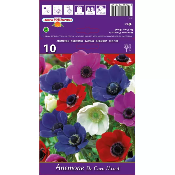 Anemone De Caen mix multicolor