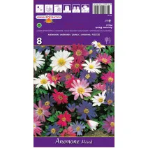 Anemone Blanda mix multicolor