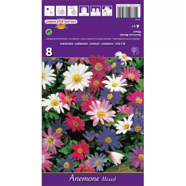 Anemone Blanda mix multicolor