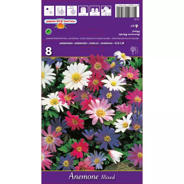 Anemone Blanda mix multicolor