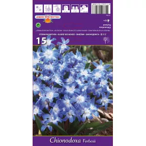 Chionodoxa Forbesii