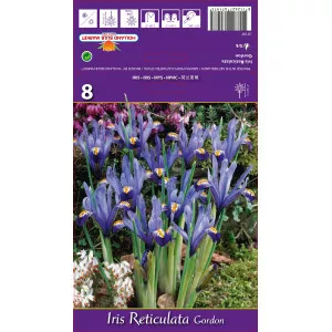 Iris pitic Gordon