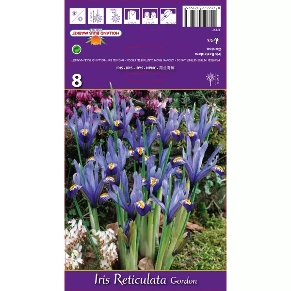 Iris pitic Gordon
