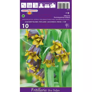 Lalea imperială (Fritillaria) Uva vulpis