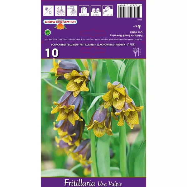 Lalea imperială (Fritillaria) Uva vulpis