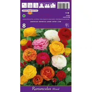 Ranunculus mix multicolor