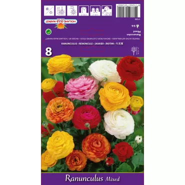 Ranunculus mix multicolor