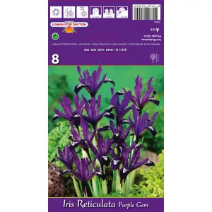 Iris pitic Purple Gem