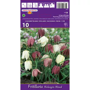 Lalea imperială (Fritillaria) Meleagris mix multicolor