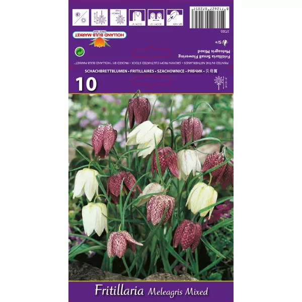 Lalea imperială (Fritillaria) Meleagris mix multicolor