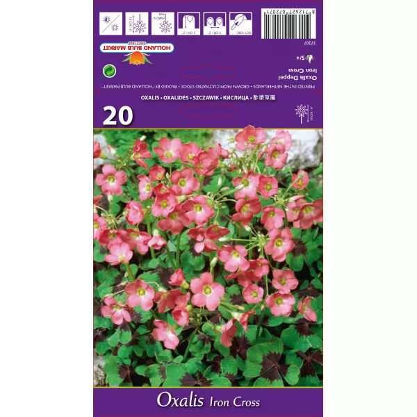 Oxalis Iron Cross