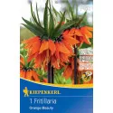 Lalea imperială (Fritillaria) Orange Beauty