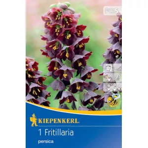 Lalea imperială (Fritillaria) Persica