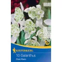 Ghiocei (Galanthus woronowii) Flore Pleno