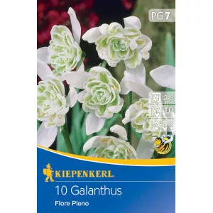 Ghiocei (Galanthus woronowii) Flore Pleno