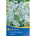 Steaua din Betleem (Ornithogalum umbellatum)