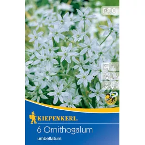 Steaua din Betleem (Ornithogalum umbellatum)