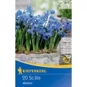 Viorele (Scilla siberica)