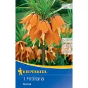 Lalea imperială (Fritillaria) Aurora