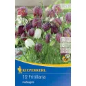 Lalea imperială (Fritillaria) Meleagris mix multicolor
