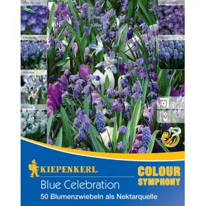 Bulbi de flori Blue Celebration