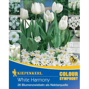 Bulbi de flori White Harmony