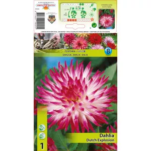 Dalie tip cactus Dutch Explosion