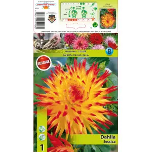 Dalie tip cactus Jessica