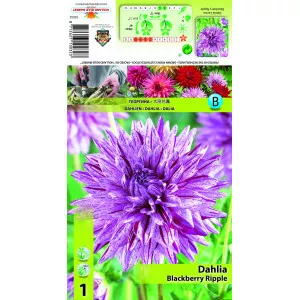Dalie tip cactus Blackberry Ripple