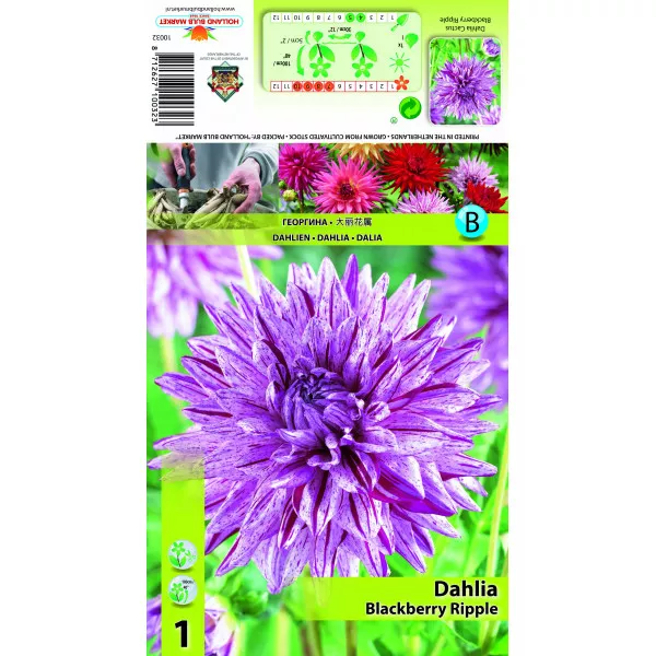 Dalie tip cactus Blackberry Ripple Dalie tip cactus Blackberry Ripple