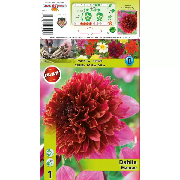 Dalie tip anemonă Mambo Dalie tip anemonă Mambo