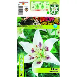Crin asiatic Centerfold