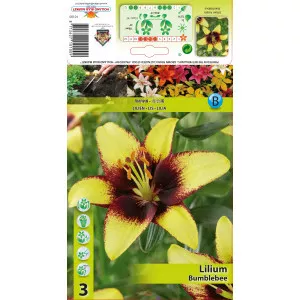 Crin asiatic Bumblebee