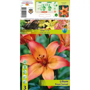 Crin asiatic cu flori lungi (LA) Royal Sunset