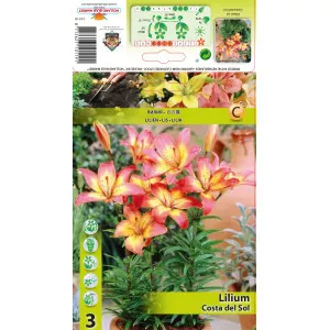 Crin asiatic pentru ghiveci Costa del Sol
