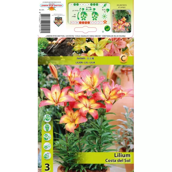 Crin asiatic pentru ghiveci Costa del Sol Crin asiatic pentru ghiveci Costa del Sol