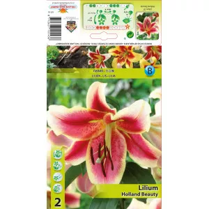Crin oriental trompetă (OT) Holland Beauty