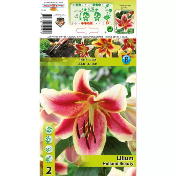 Crin oriental trompetă (OT) Holland Beauty Crin oriental trompetă (OT) Holland Beauty