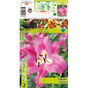 Crin oriental trompetă (OT) Robina