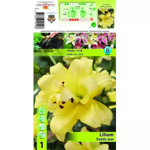 Crin oriental trompetă (OT) Exotic Sun