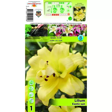 Crin oriental trompetă (OT) Exotic Sun