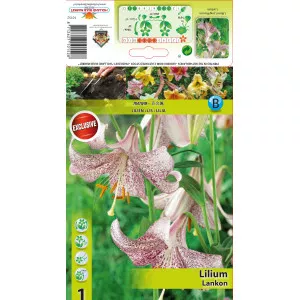 Crin oriental cu flori lungi (LO) Lankon