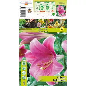 Crin oriental cu flori lungi (LO) Pink Heaven